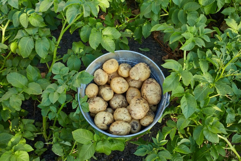 The Lonely Potato: Texas Gardening 101